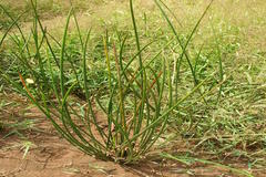 Schoenoplectiella articulata